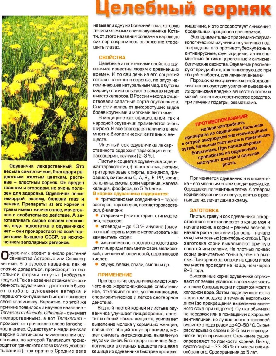 Одуванчик лекарственный Империя