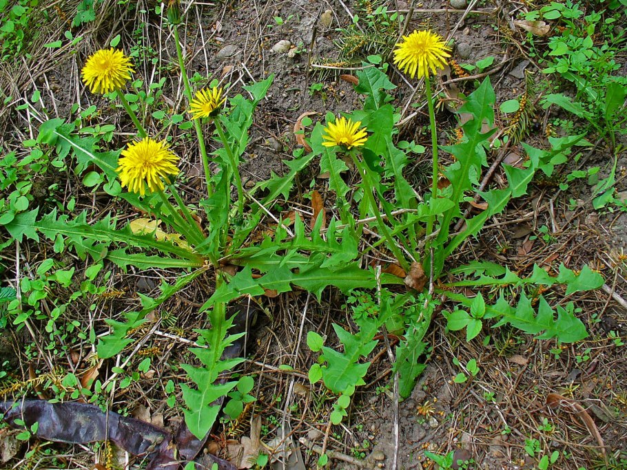 The useful Dandelions