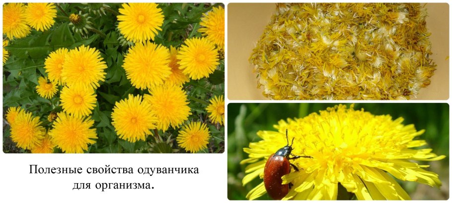 Одуванчик лекарственный препараты