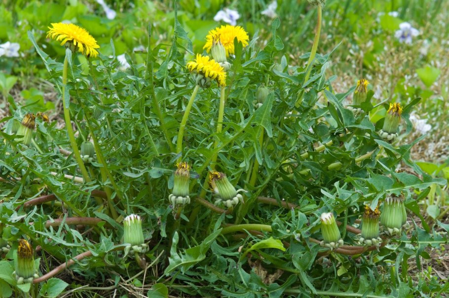 Одуванчик медоносец