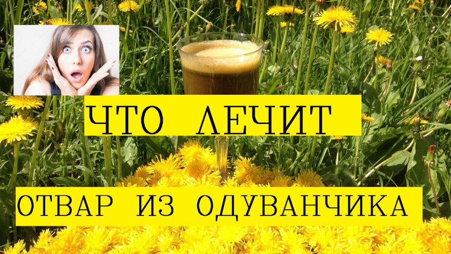 Одуванчик лекарственный корень