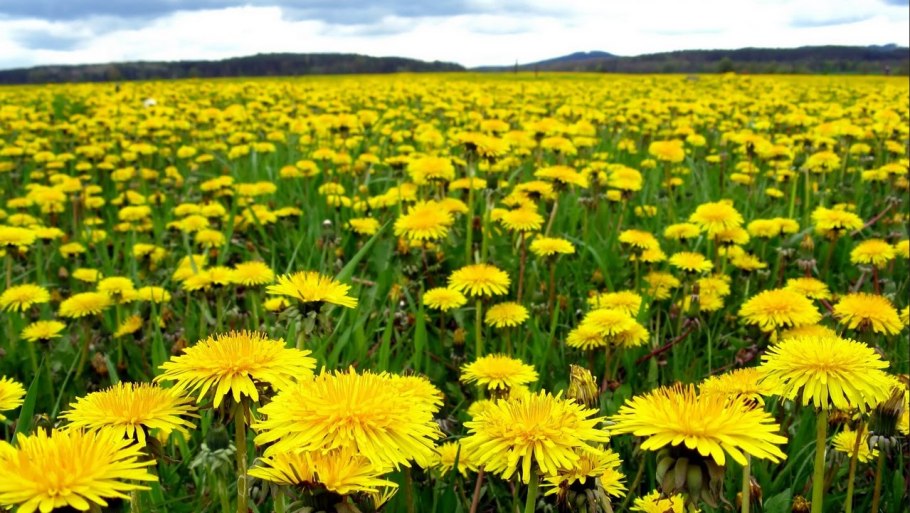 Двупольные сорняки одуванчик