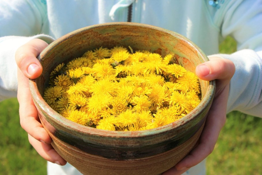 Одуванчик лечебные