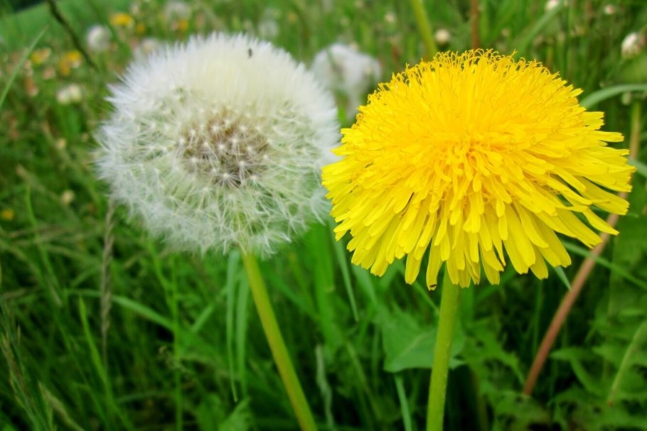 Taraxacum hyparcticum