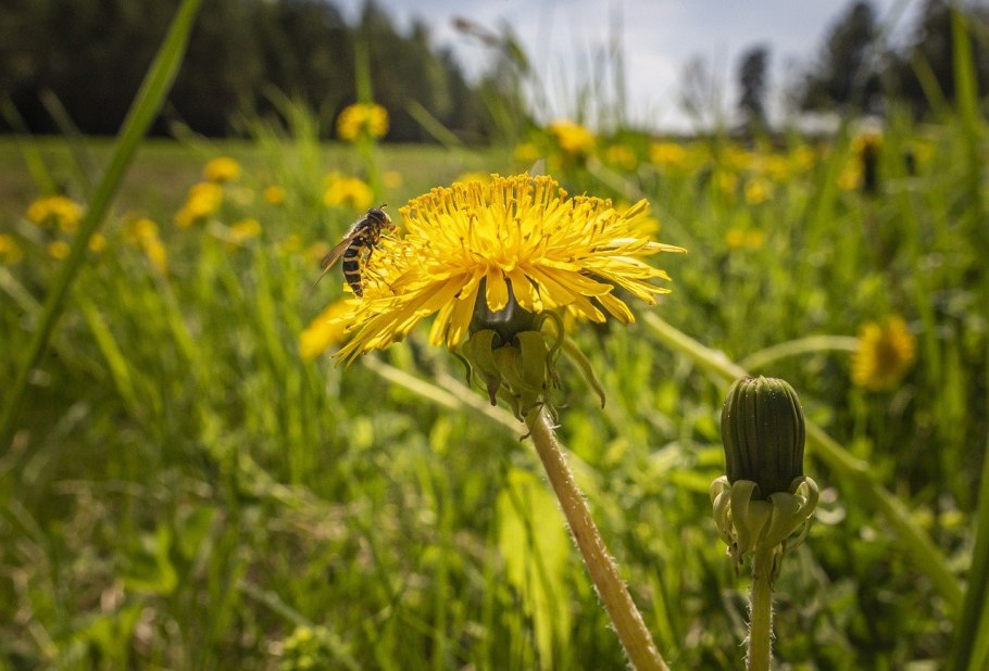 Человек отравился травой от одуванчиков как лечится