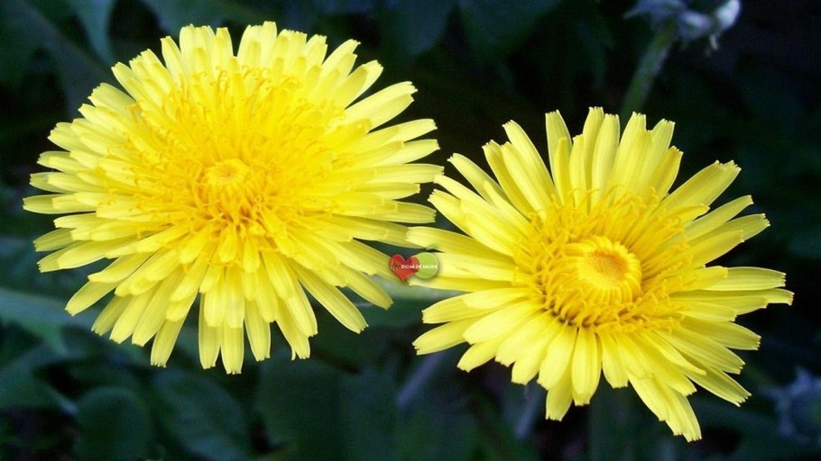 Одуванчик Taraxacum officinale