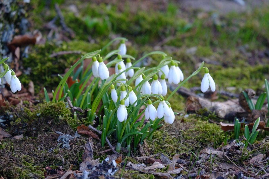 Подснежник woronowii