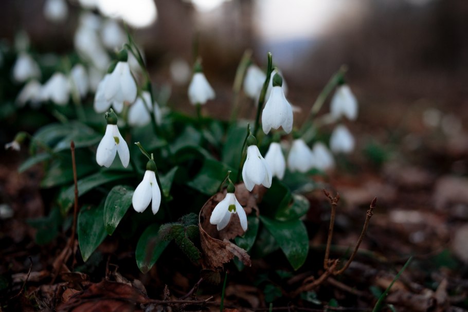 Галантус woronowii