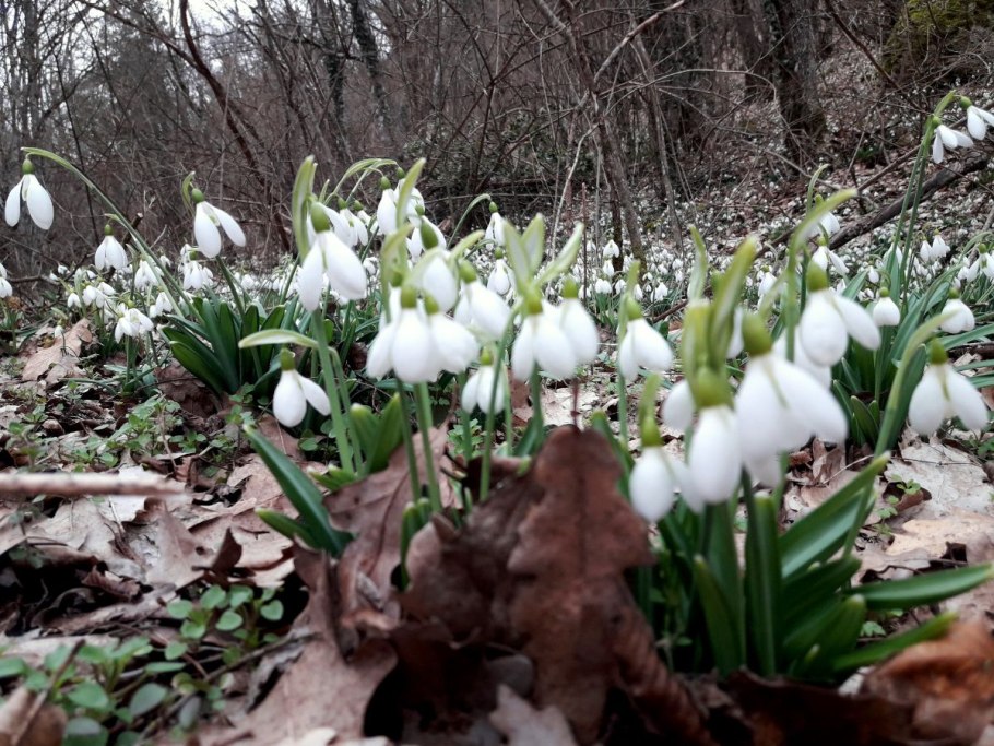 Подснежник ризенский