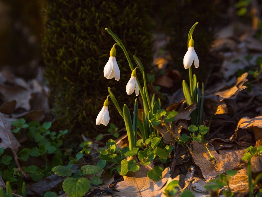 Редкие подснежники