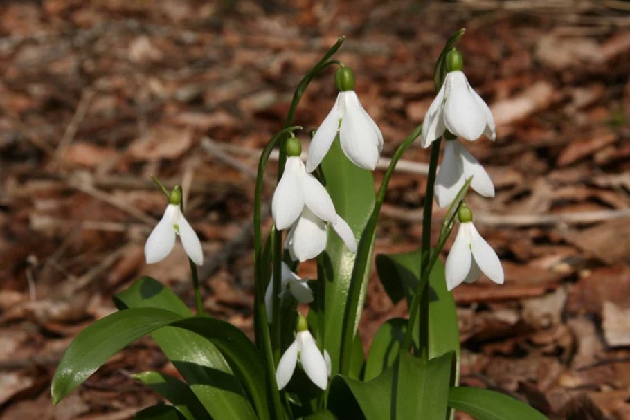 Галантус кавказский