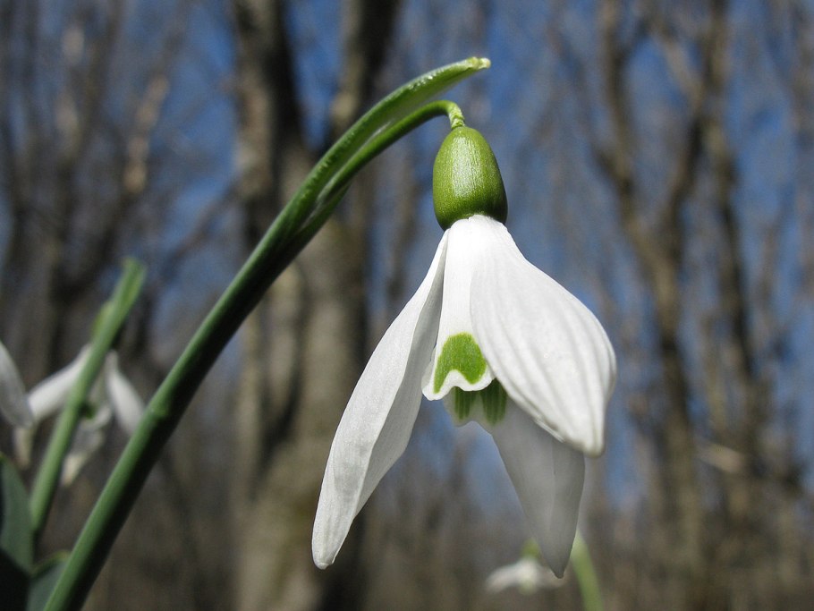 Галантус кавказский