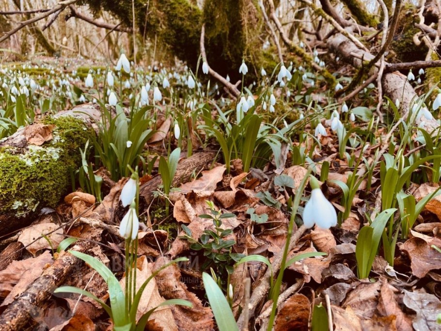 Галантус Альпийский