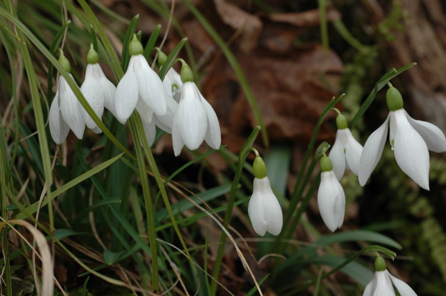 Кандык кавказский