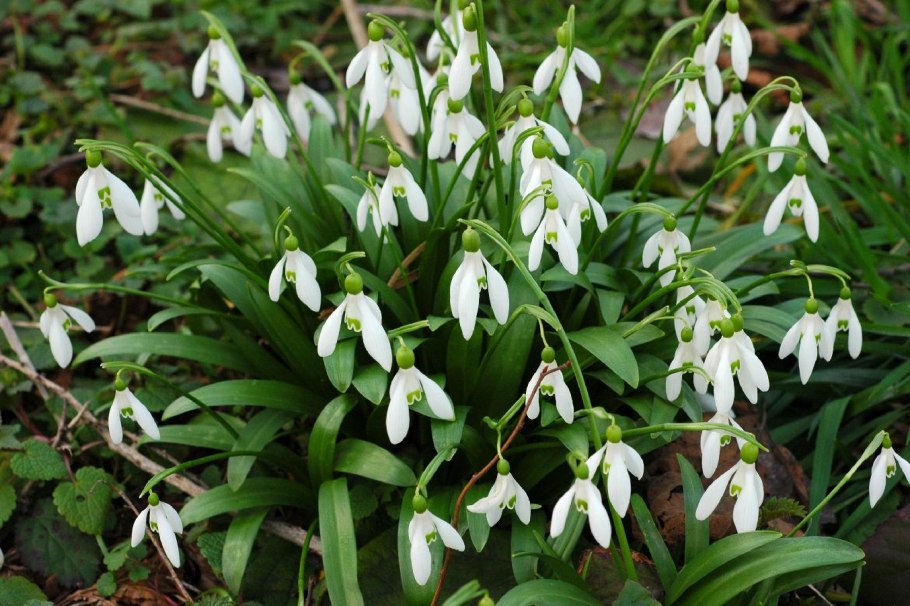 Пролеска Кавказская