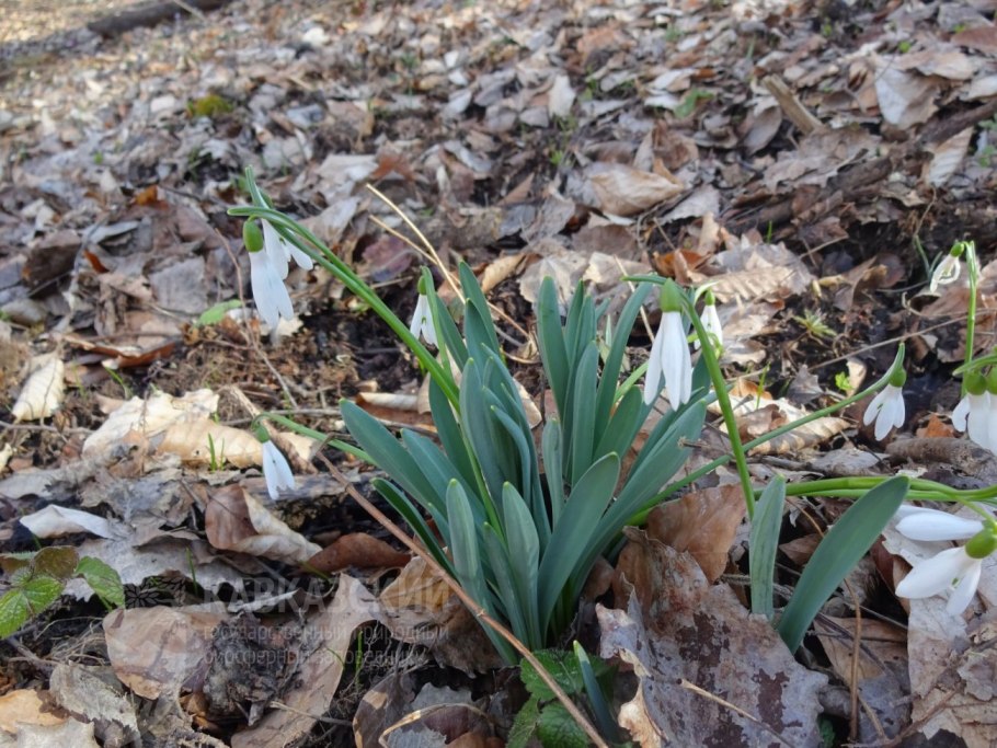 Галантус кавказский