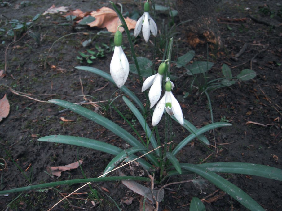 Крокус Галантус