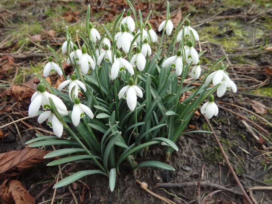 Подснежник галантус