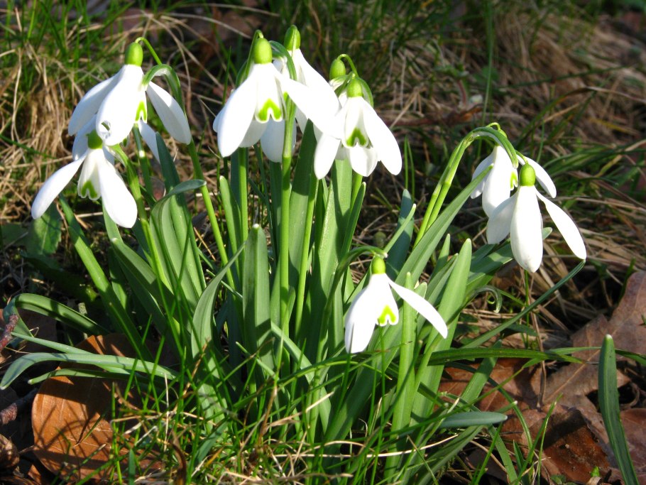 Альпийские Луга Кавказа . Эдельвейс