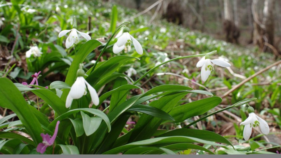 Galanthus woronowii