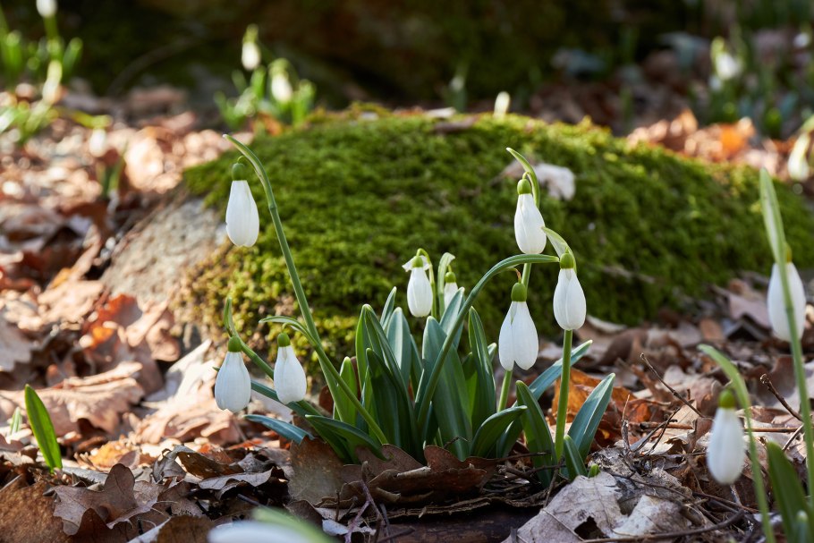 Подснежники в Киргизии