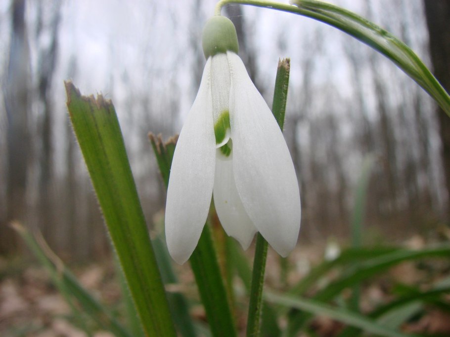 Подснежник складчатый эндемик Крыма
