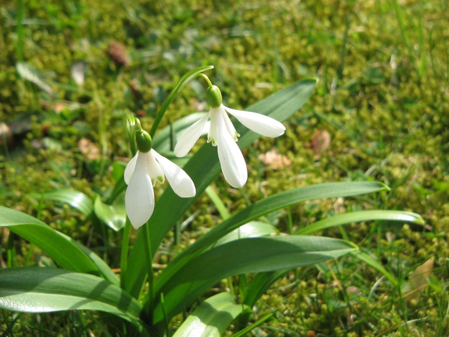 Galanthus nivalis l.