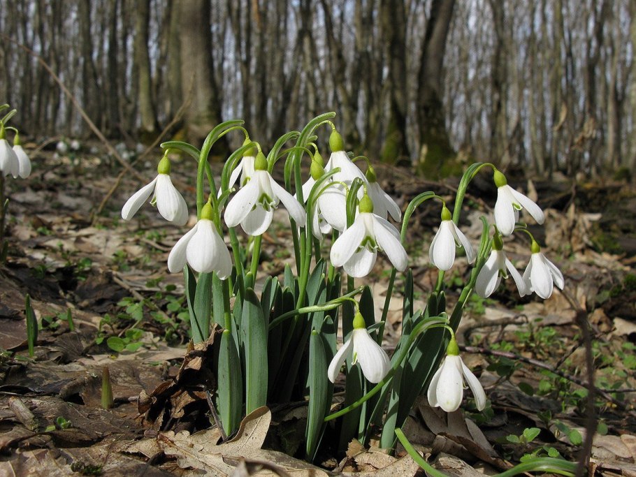 Galanthus Alpinus