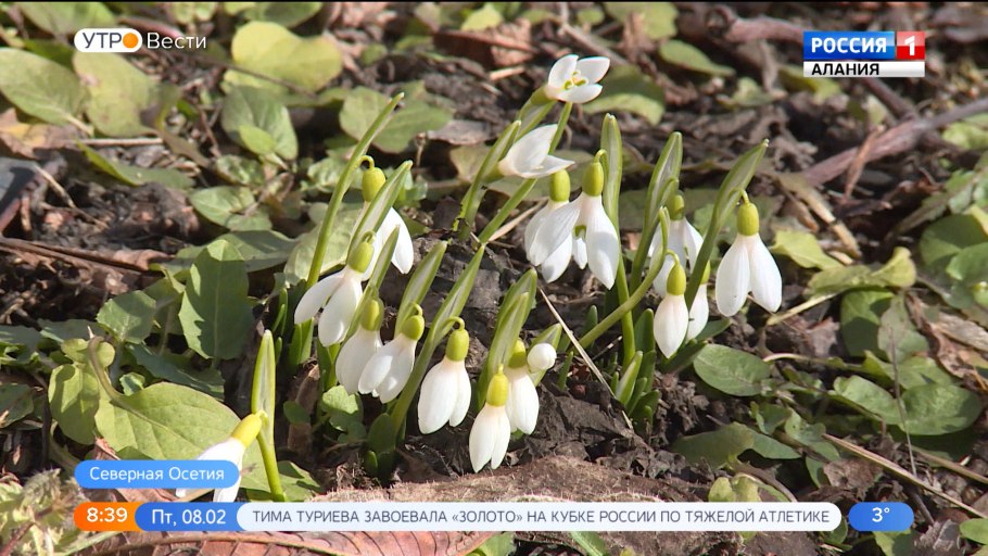 Первоцветы кавказа