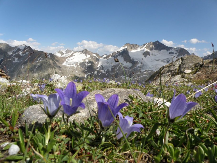 Галантус цветок