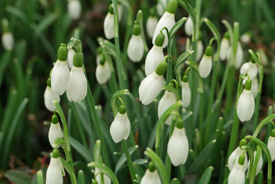 Подснежник кавказский – Galanthus caucasicus (Baker) Grossh