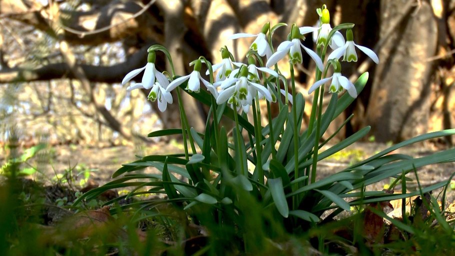 Подснежник Элвиса (Galanthus elwesii).
