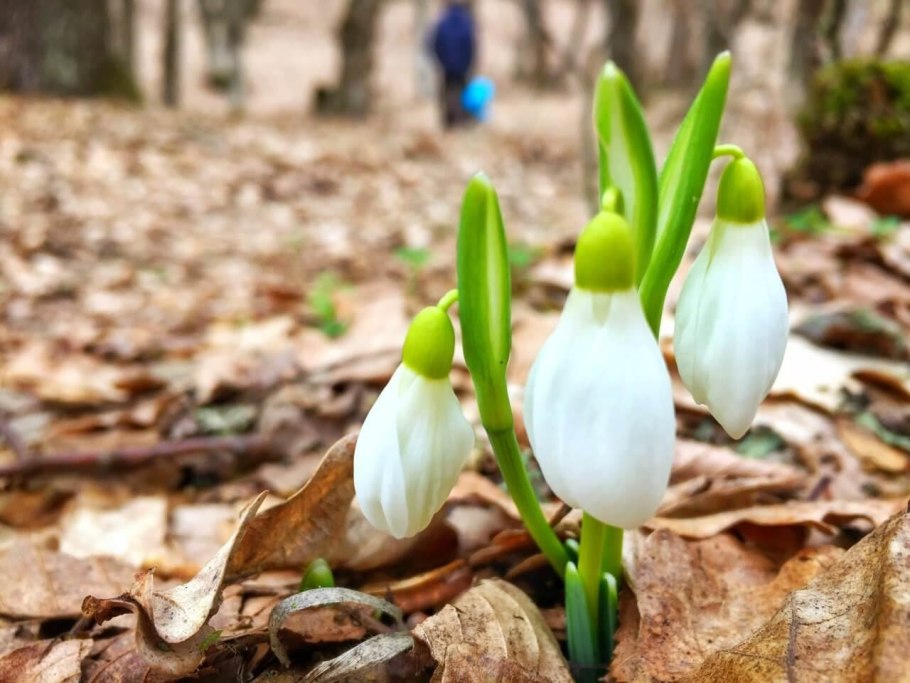 Подснежник узколистный