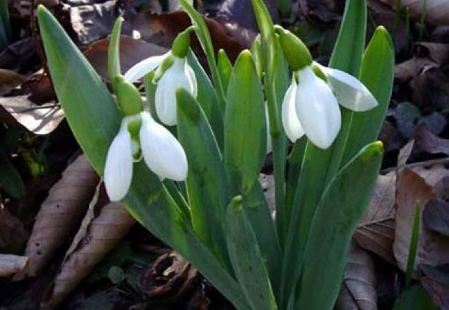 Подснежник Крымский