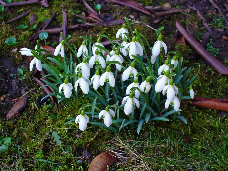Подснежник кавказский – Galanthus caucasicus (Baker) Grossh