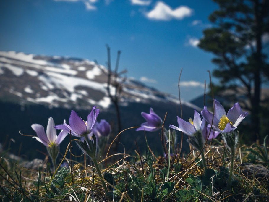 Горные цветы Тянь Шаня