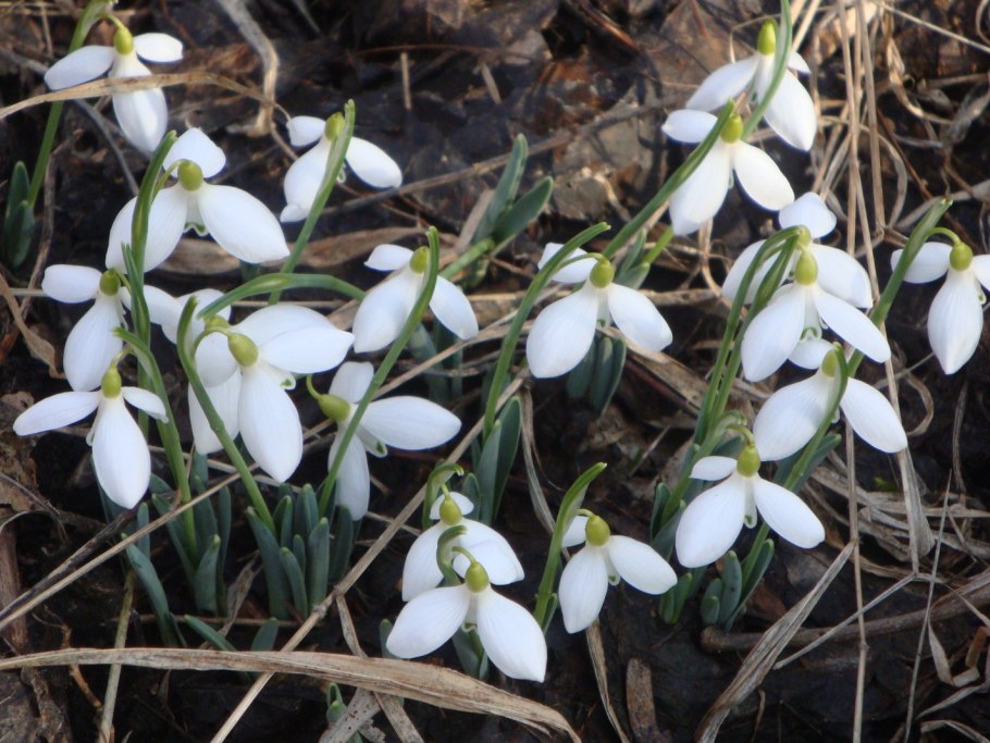 Первоцветы (подснежники, крокусы, гиацинты).