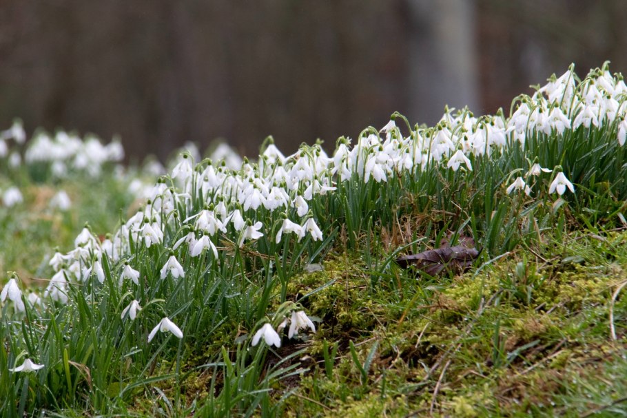 Галантус складчатый