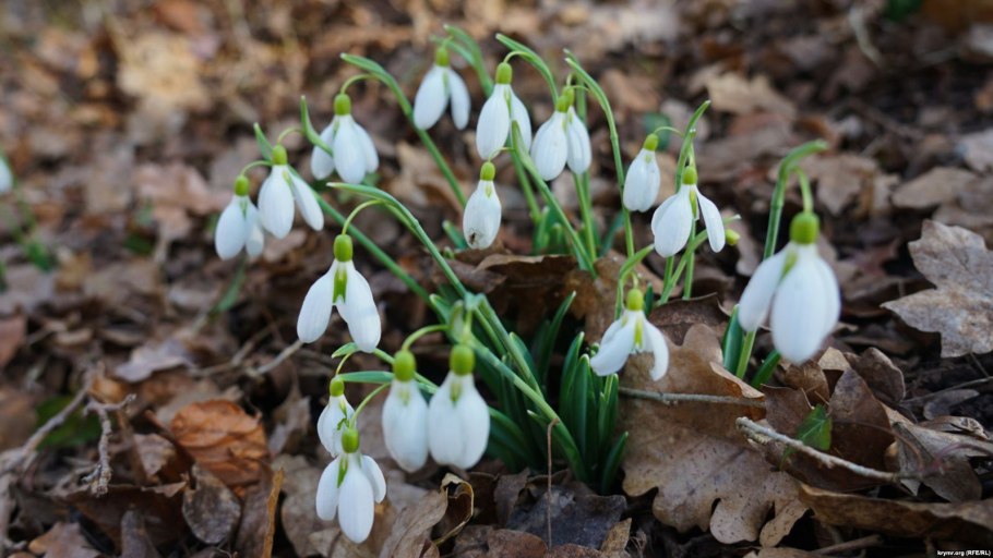 Первоцветы подснежники
