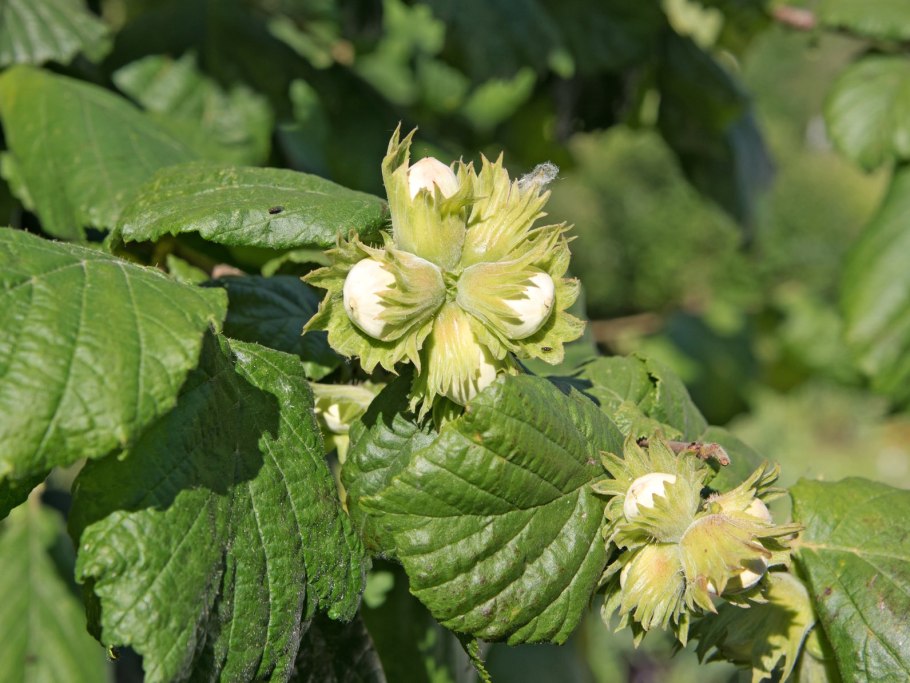 Лещина обыкновенная стебель