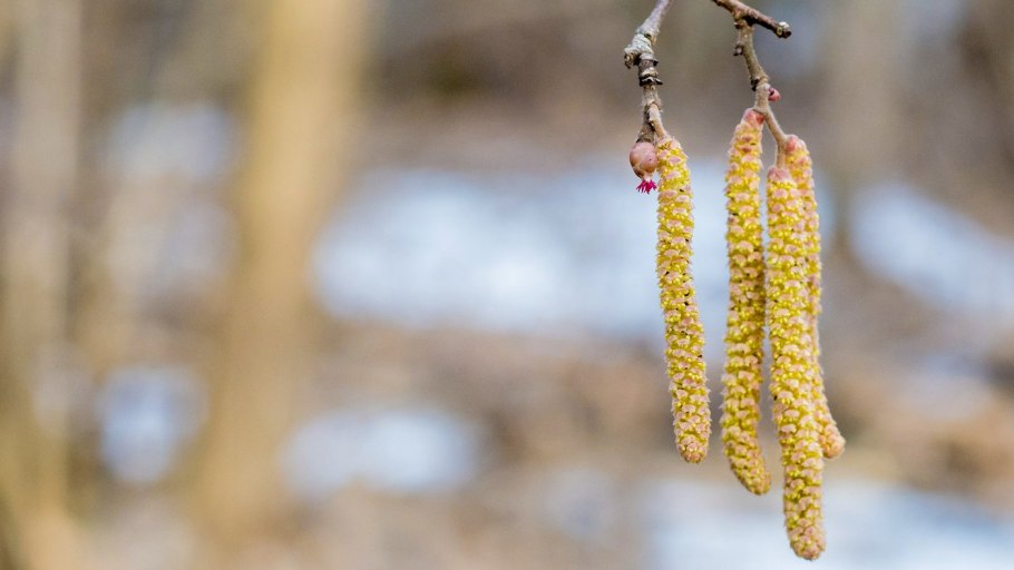 Пыльца лещины