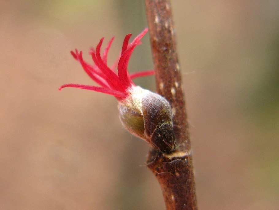 Лещина обыкновенная почки