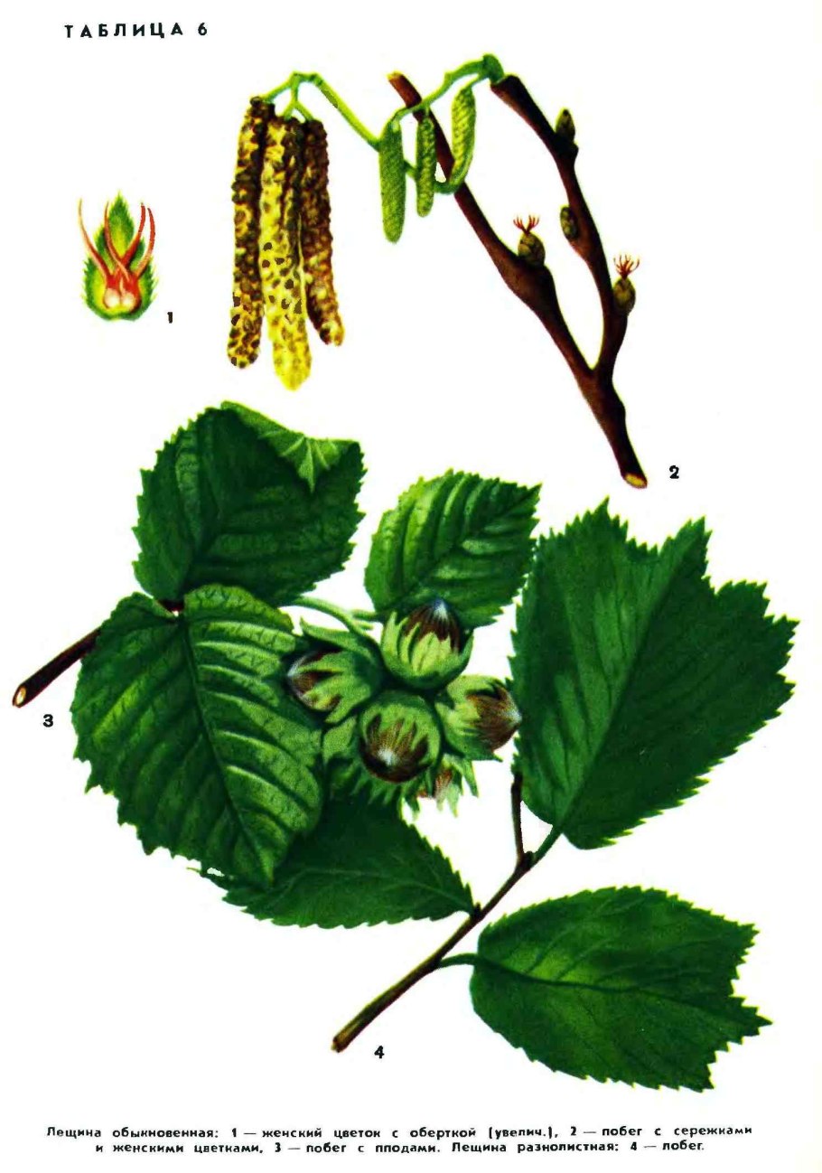 Лесной орех дерево орешник