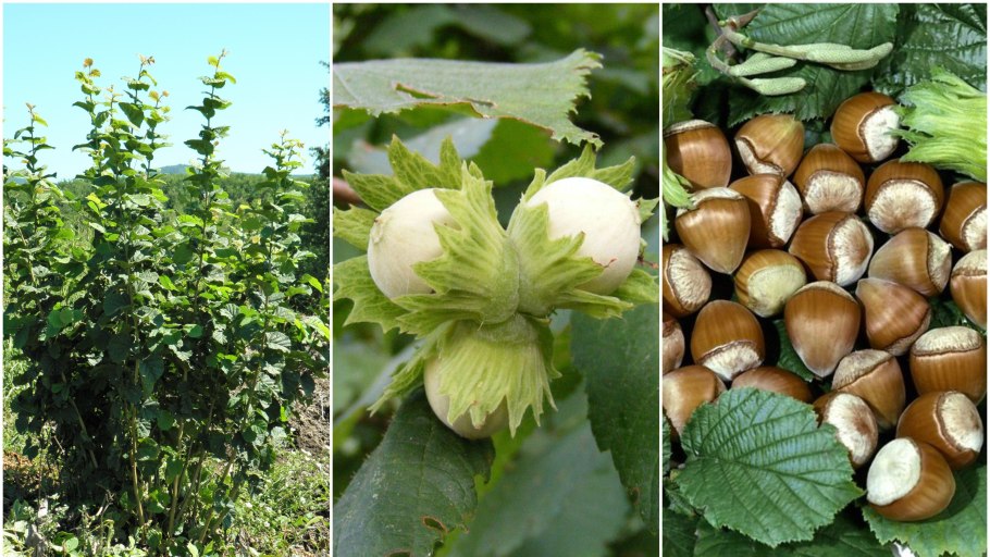 Лещина обыкновенная почки