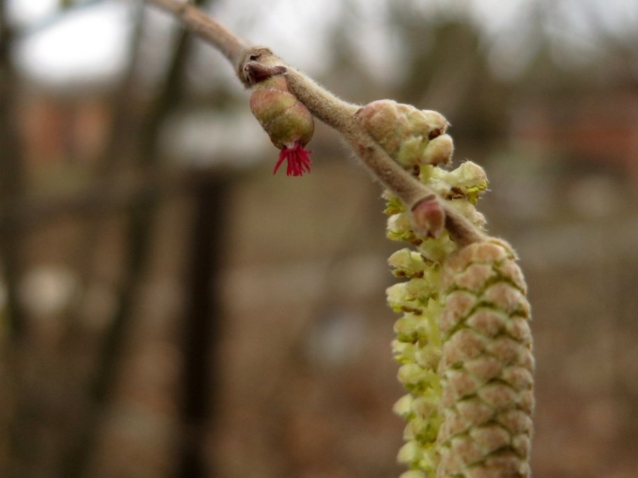 Лещина обыкновенная цветение