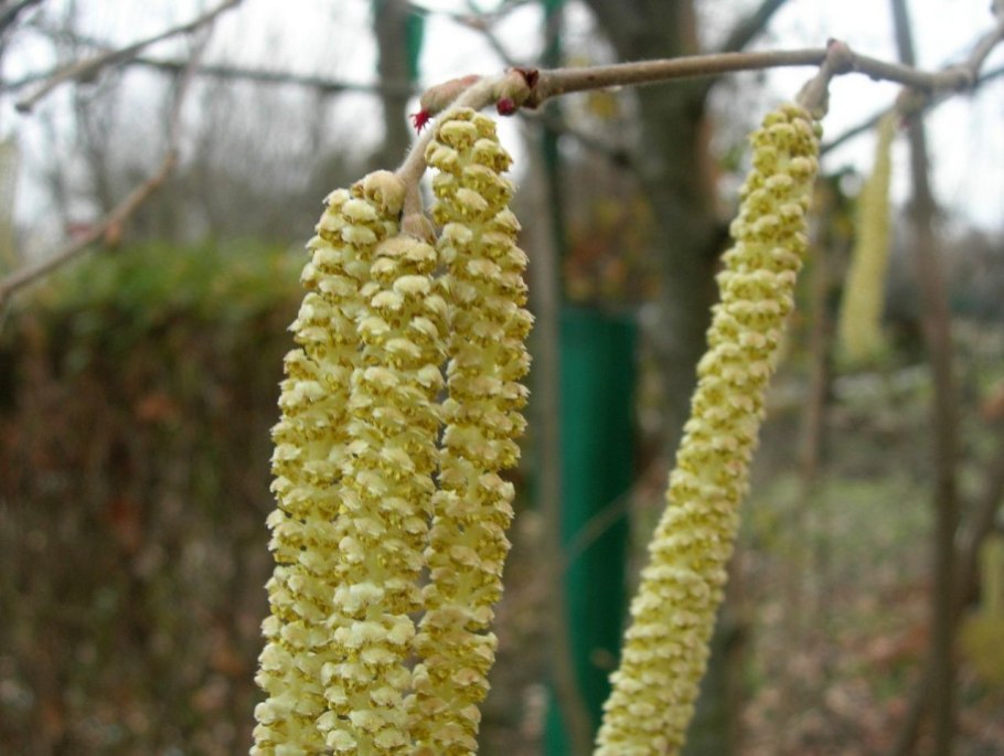 Декоративный орешник в цвету