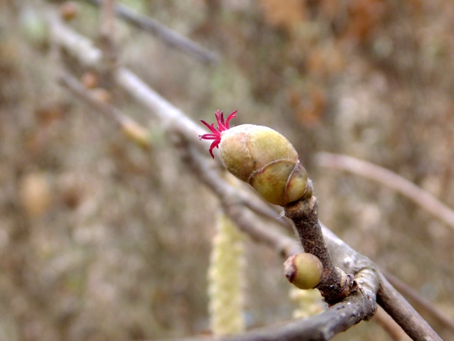 Цветение орешника, лещины