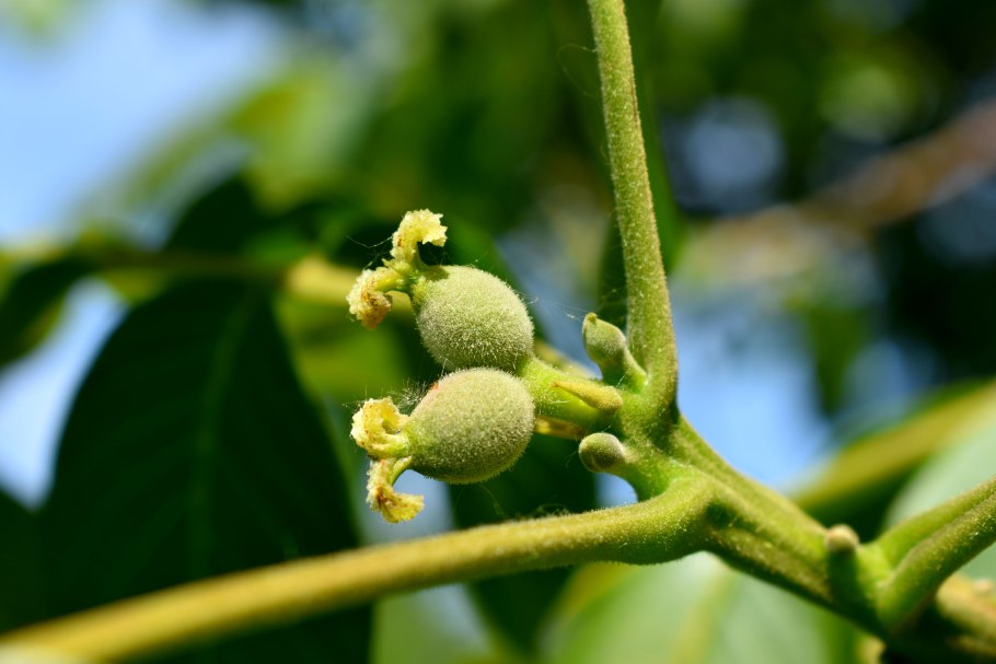 Лещина обыкновенная цветение
