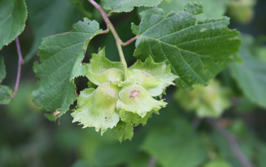 Орешник бруньки