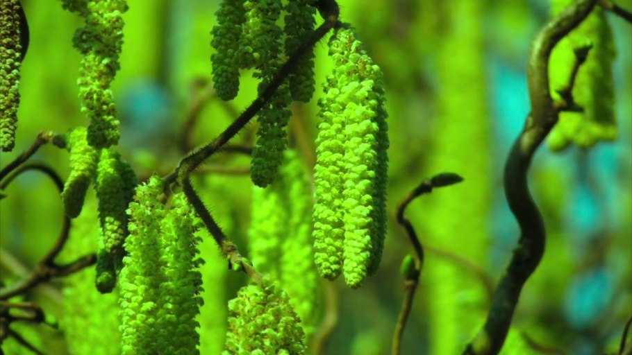 Завязь лещины